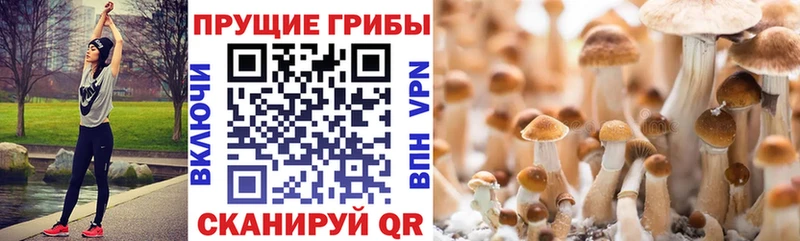 Псилоцибиновые грибы прущие грибы Малгобек